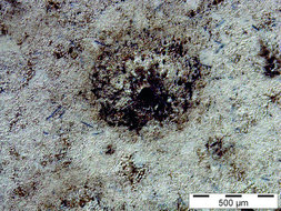 Bild 3: Nach der Widerstandsmessung auf einer elektrostatisch pulverbeschichteten und temperaturbehandelten Pulverlackmischung mit 1% Faseranteil ist ein deutlicher Krater zu sehen.